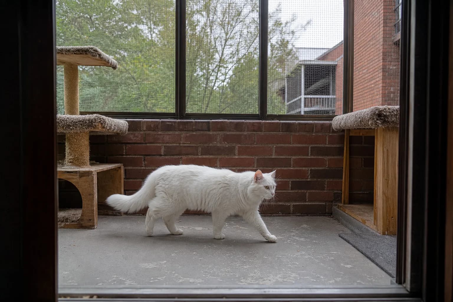 A white longhaired adult cat walking across a screened brick apartment balcony.