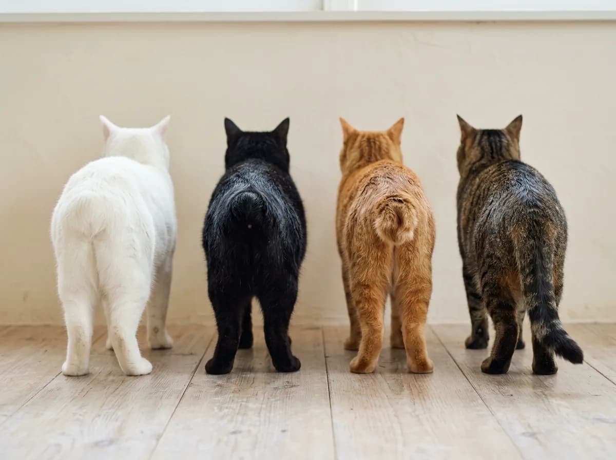 Four Manx cats viewed from behind showing the rumpy, rumpy riser, stumpy, and longy tail types, from no tail to a full tail