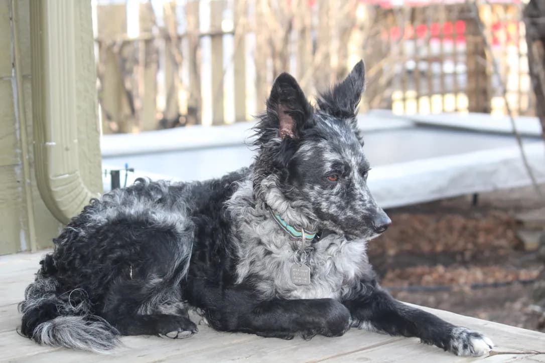 Merle-coated Mudi with prick ears resting on a wooden porch.