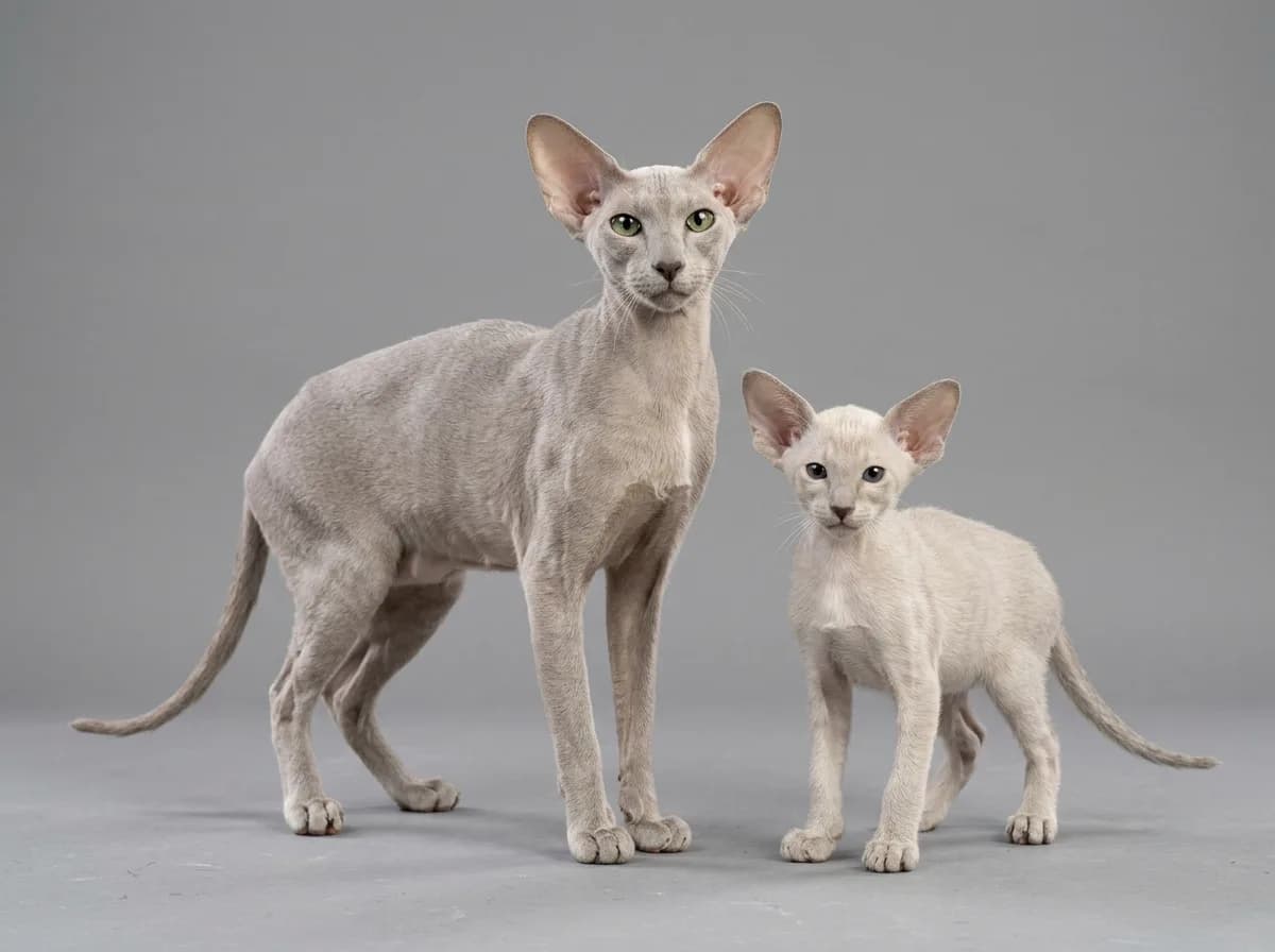 A Peterbald kitten standing beside an adult Peterbald on a grey studio backdrop, both with large ears.