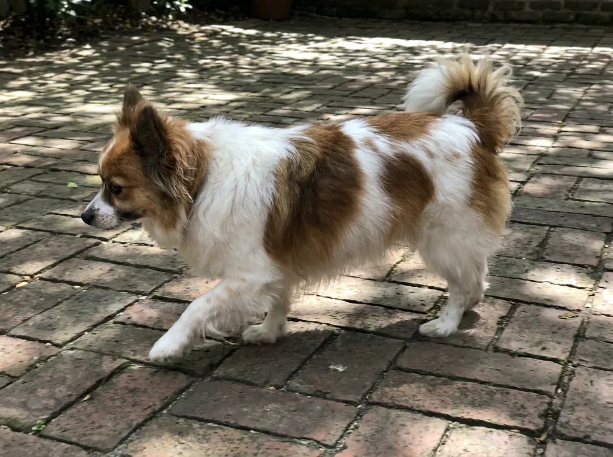 White-and-brown mixed toy dog walking on paving