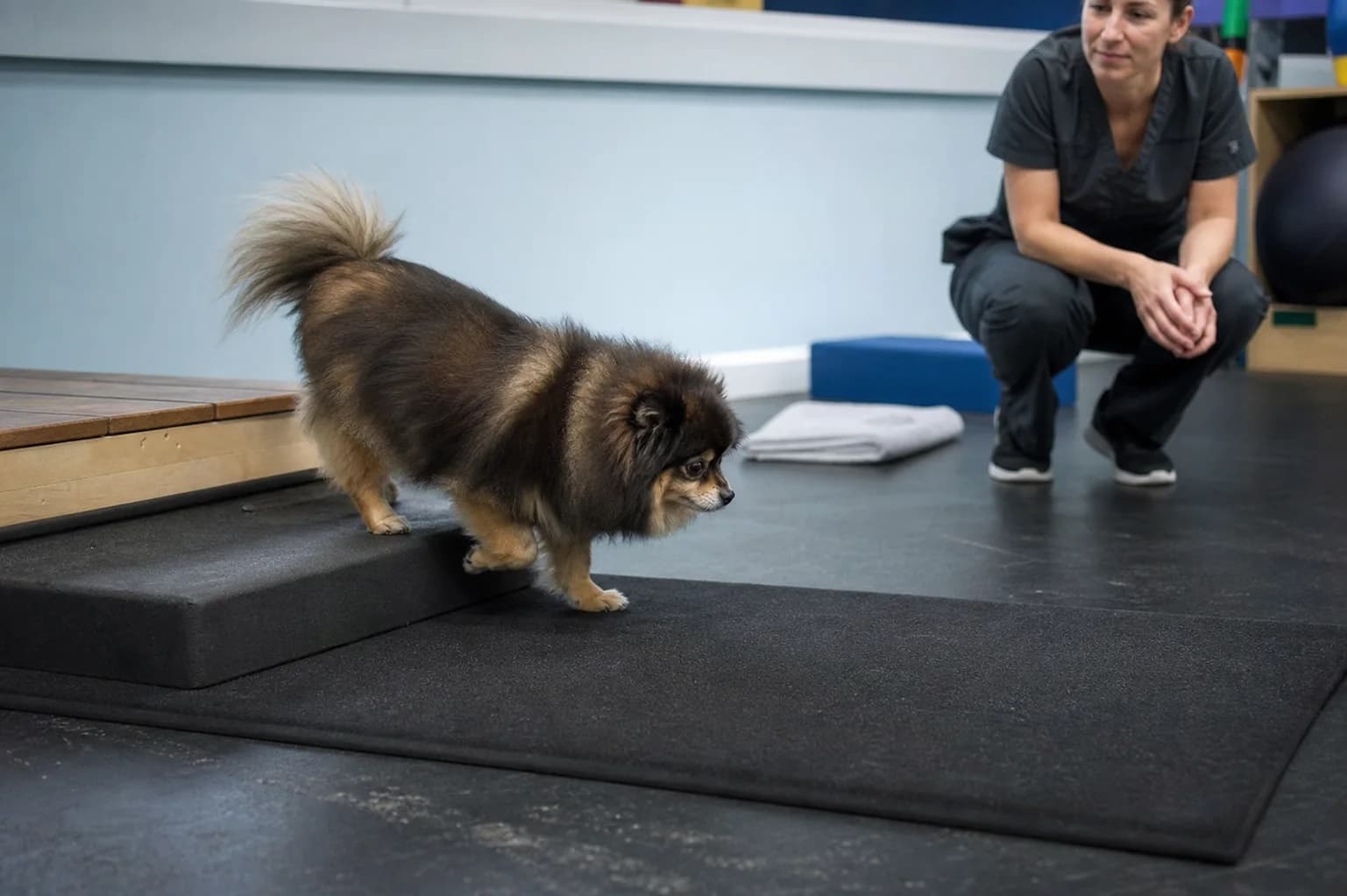 Mature wolf sable Pomeranian stepping from a low platform onto a nonslip mat