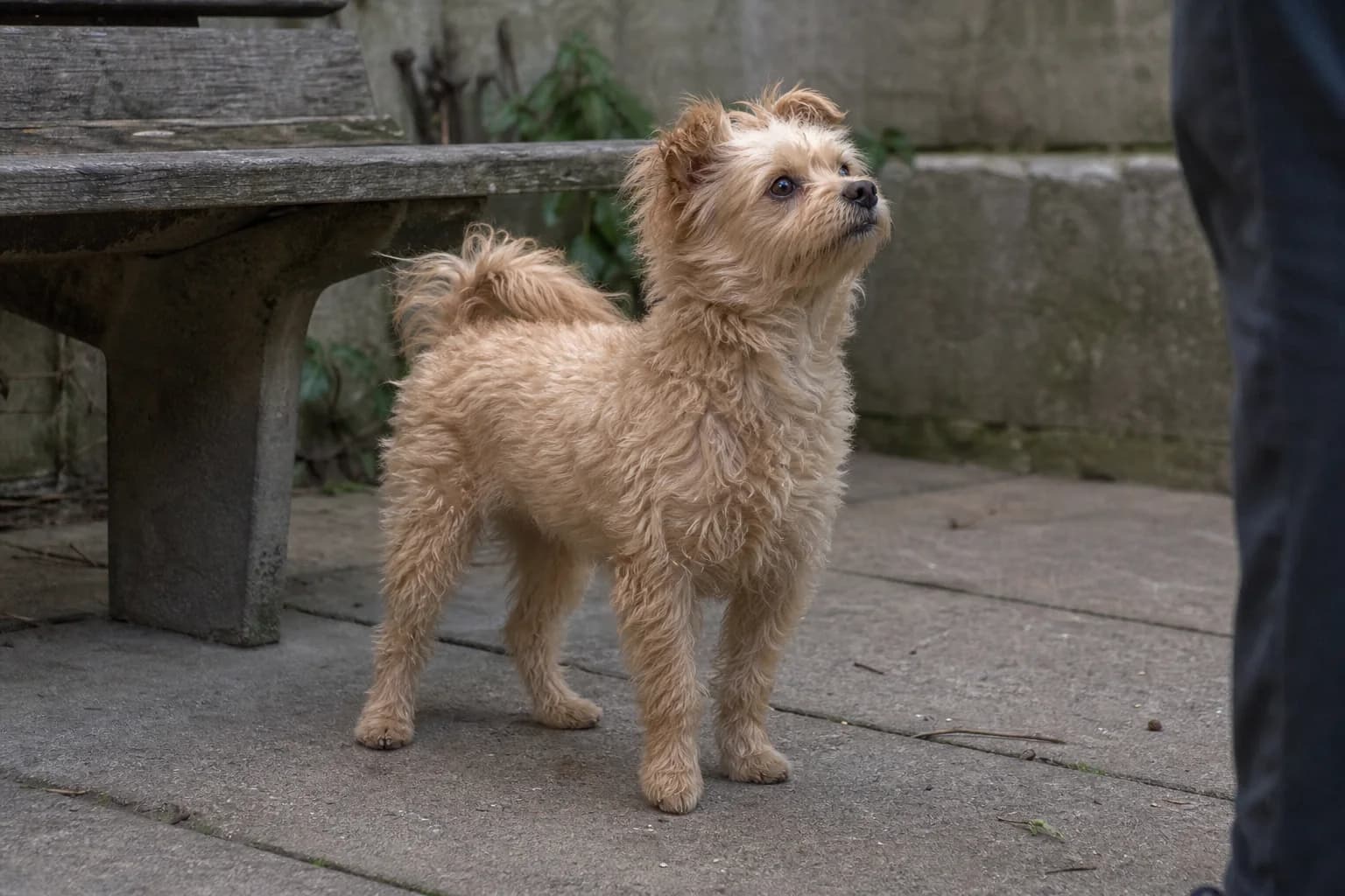 Small apricot wavy-coated mixed-breed dog standing beside a weathered courtyard bench