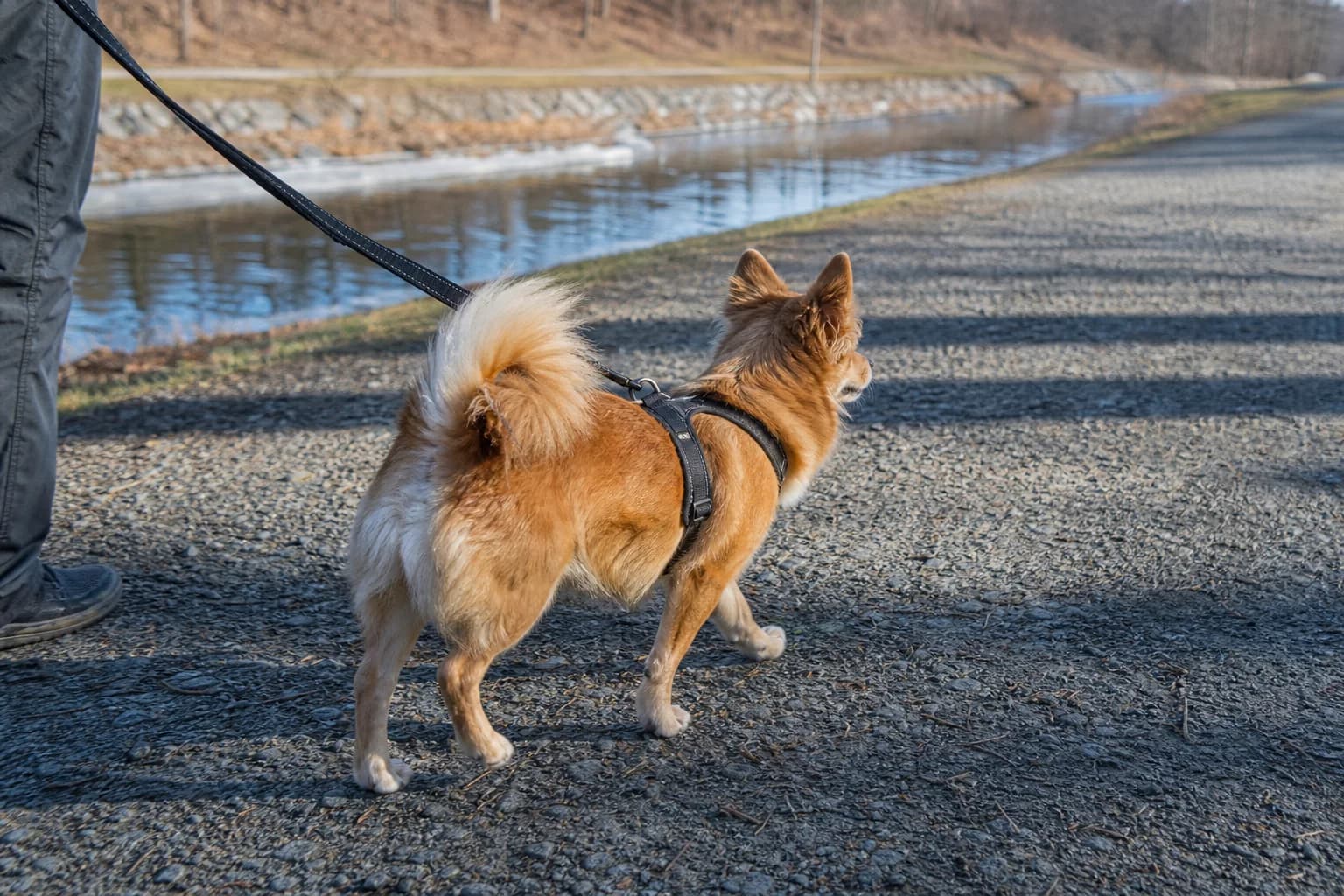 Red-sable mixed-breed dog with upright ears and a feathered curled tail walking beside a canal