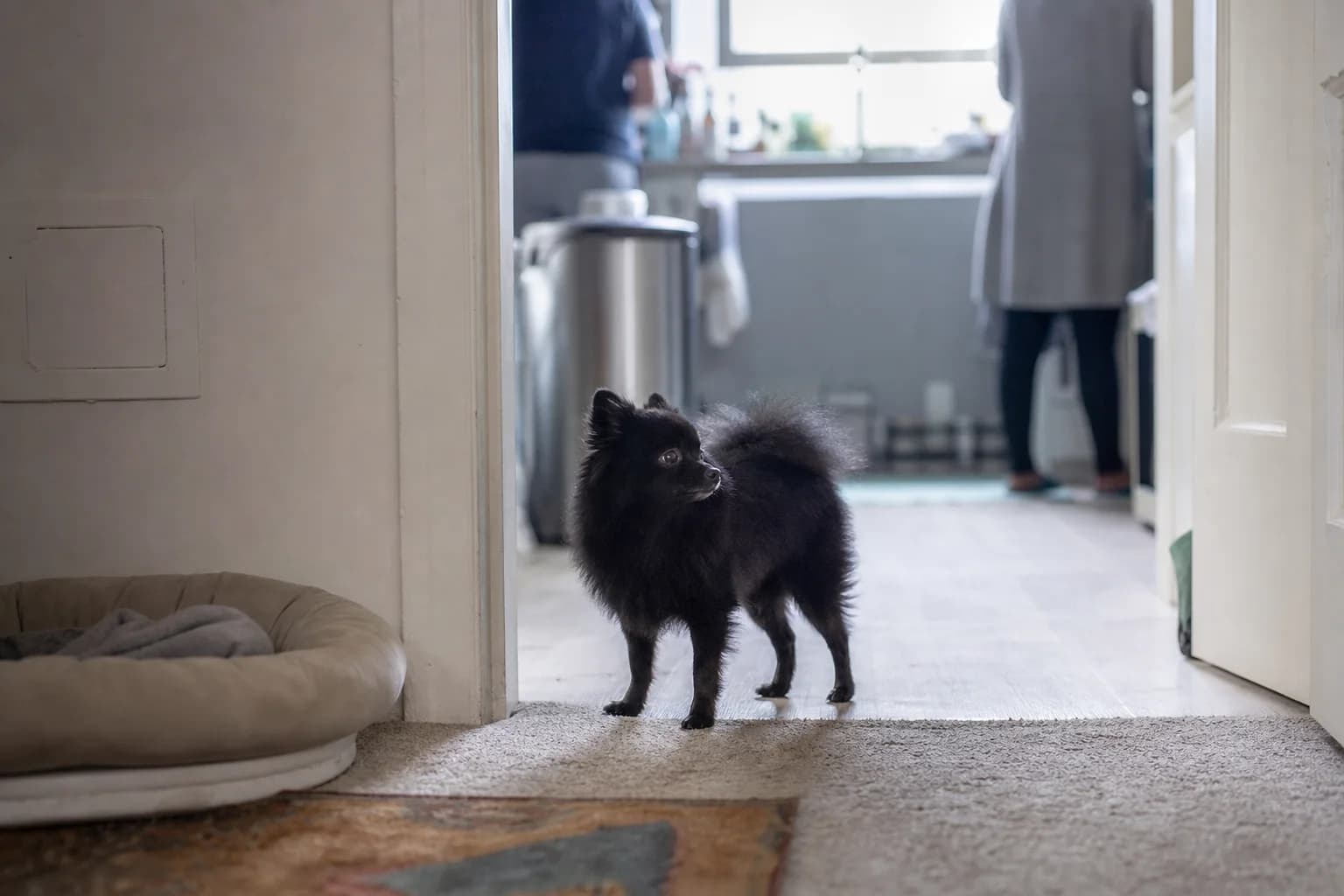 Black Pomeranian pausing between its bed and family activity in the kitchen