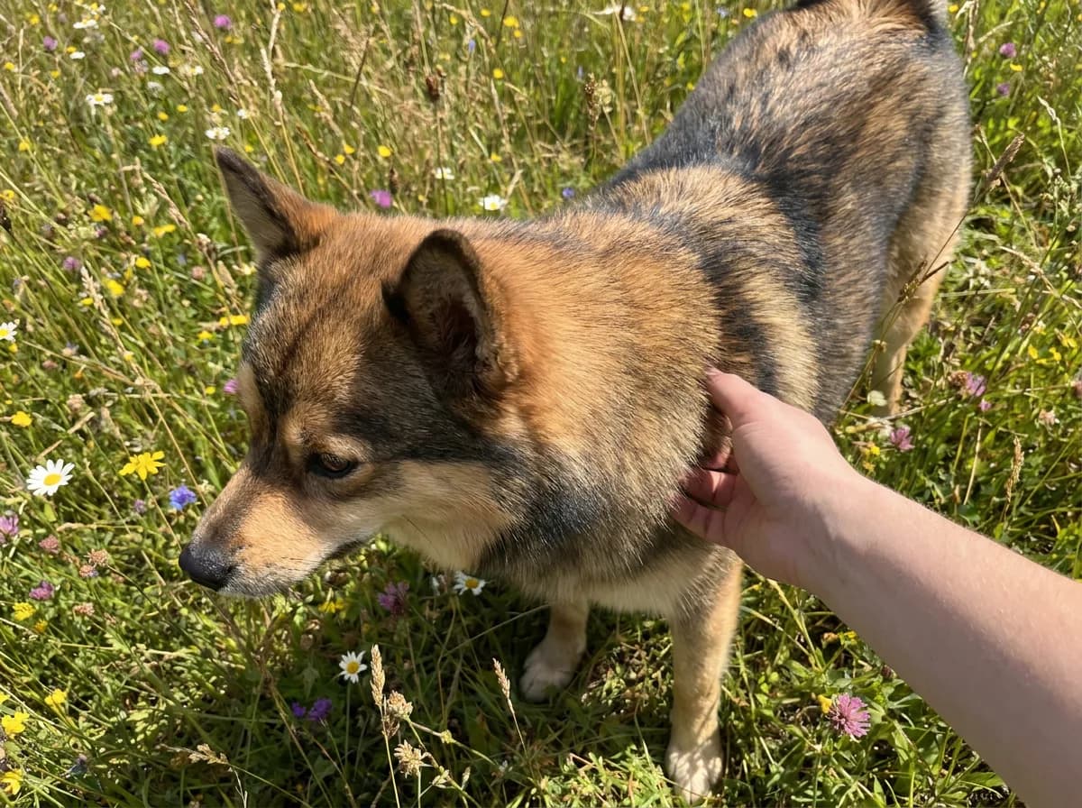 Illustrated warm tan dog with dark shading along its back in grass.