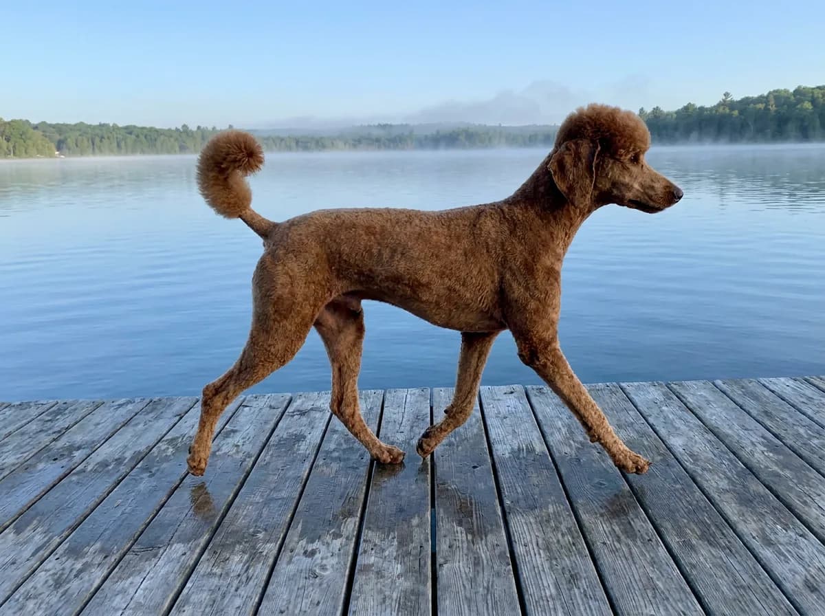 Red Standard Poodle in a short kennel clip with a clean face and pompon tail trotting along a lake dock