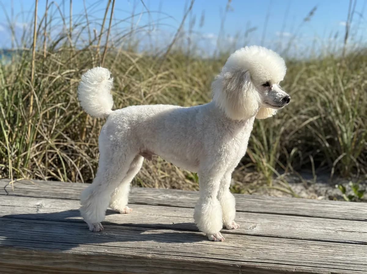 White Toy Poodle in a Miami cut with rounded bracelets above clean-shaved feet on a beach boardwalk