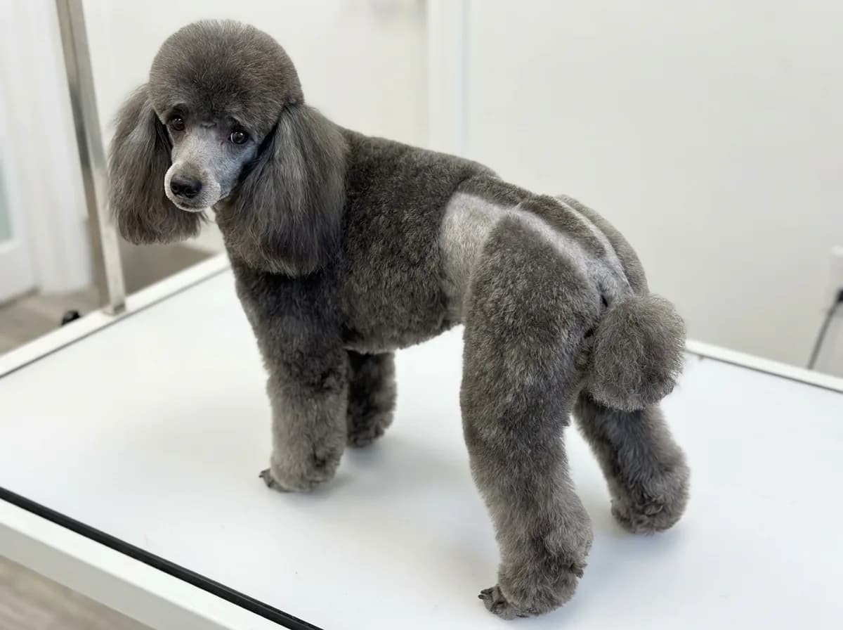 Blue Miniature Poodle in a Dutch clip on a grooming table, with a shaved waist band and a shaved line along the back