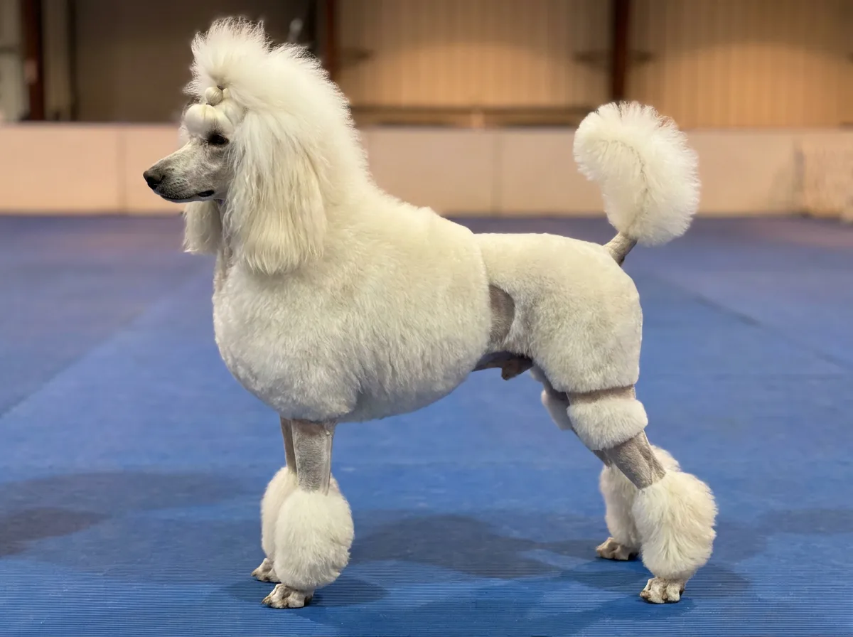 White Standard Poodle in an English saddle clip with a full mane, a shaved flank patch and banded hind legs