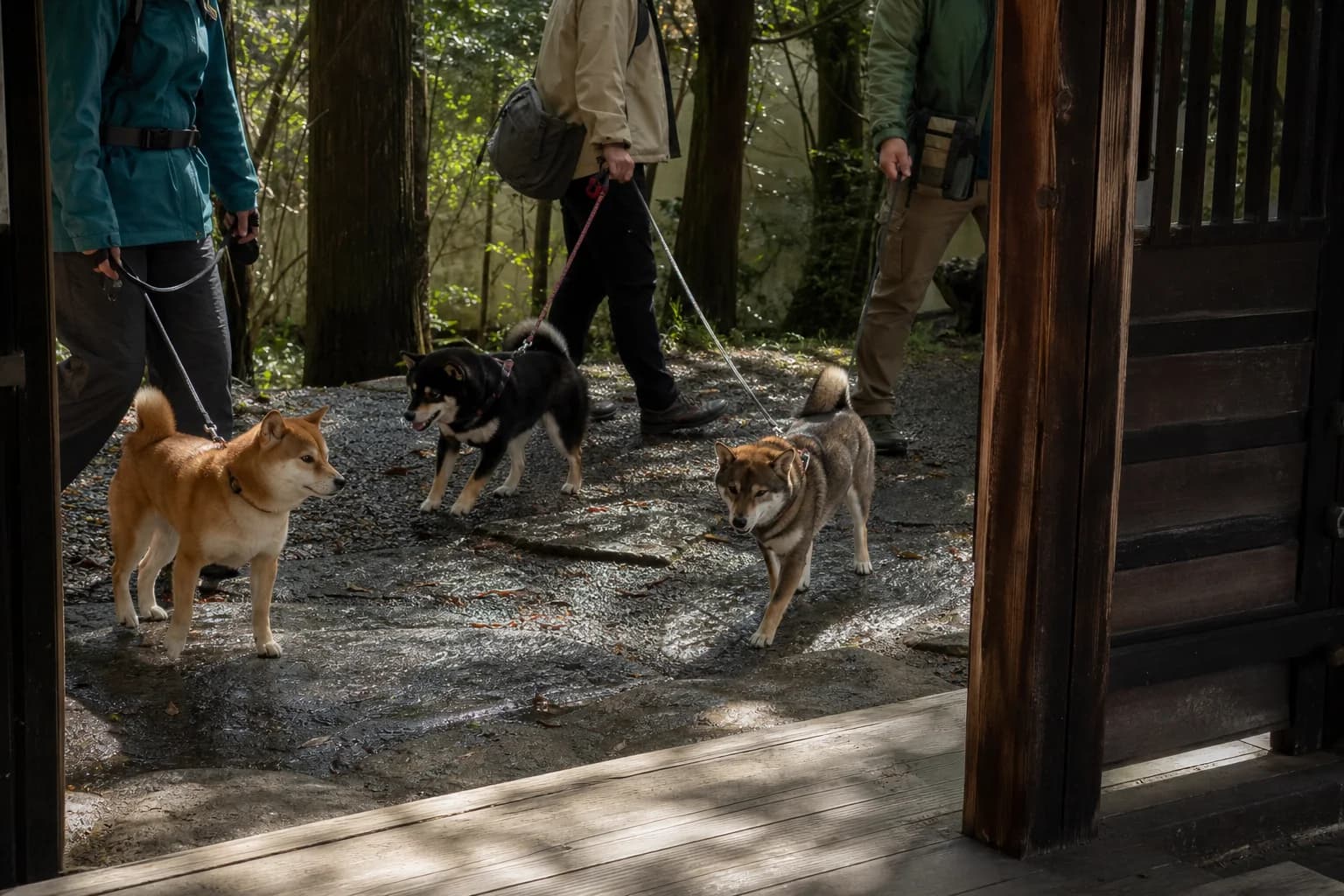 Red, black-and-tan, and sesame Shiba Inus walking with handlers on a shaded forest path