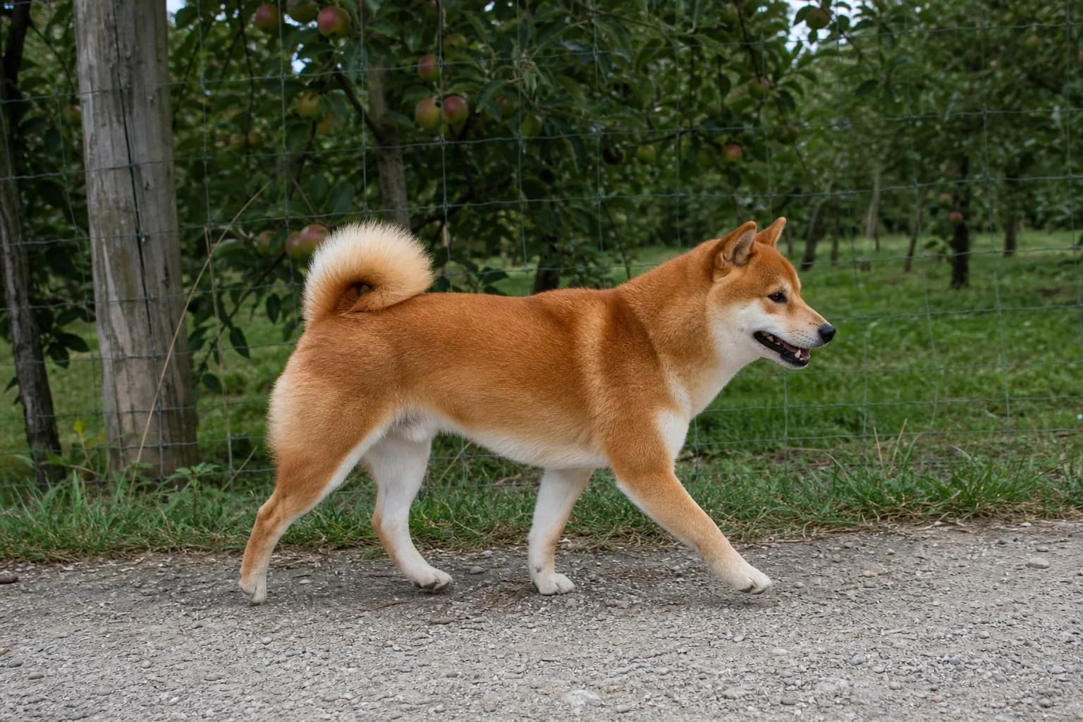 Red Shiba Inu walking in side profile beside a fenced orchard