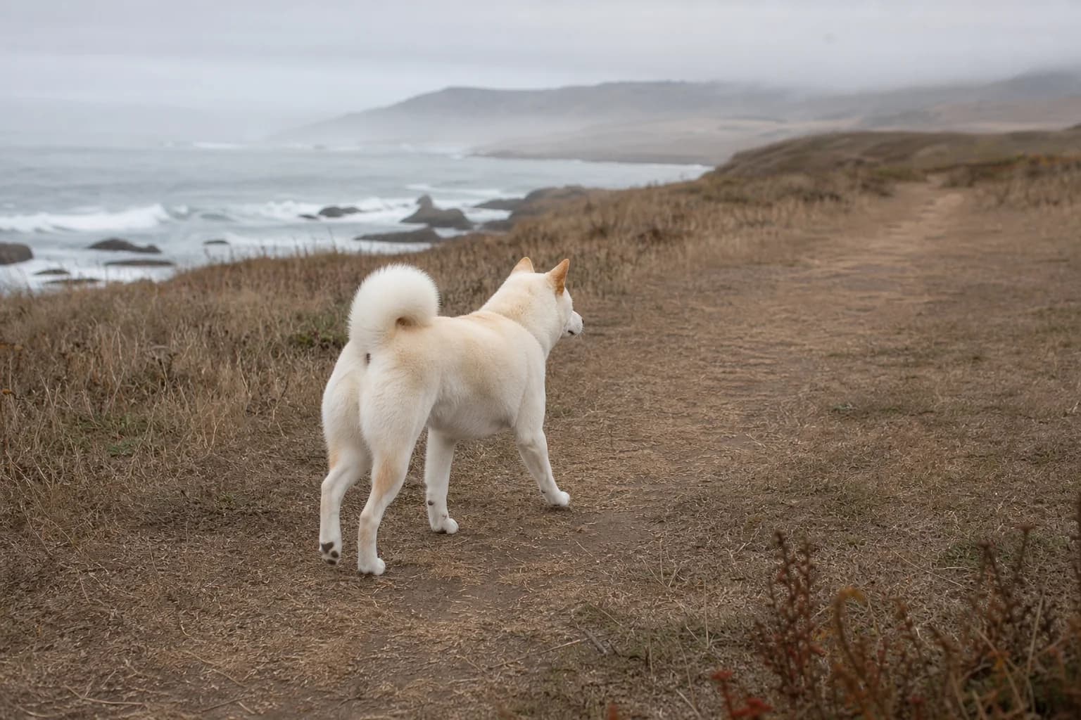 Cream Shiba Inu walking along a misty coastal grass path
