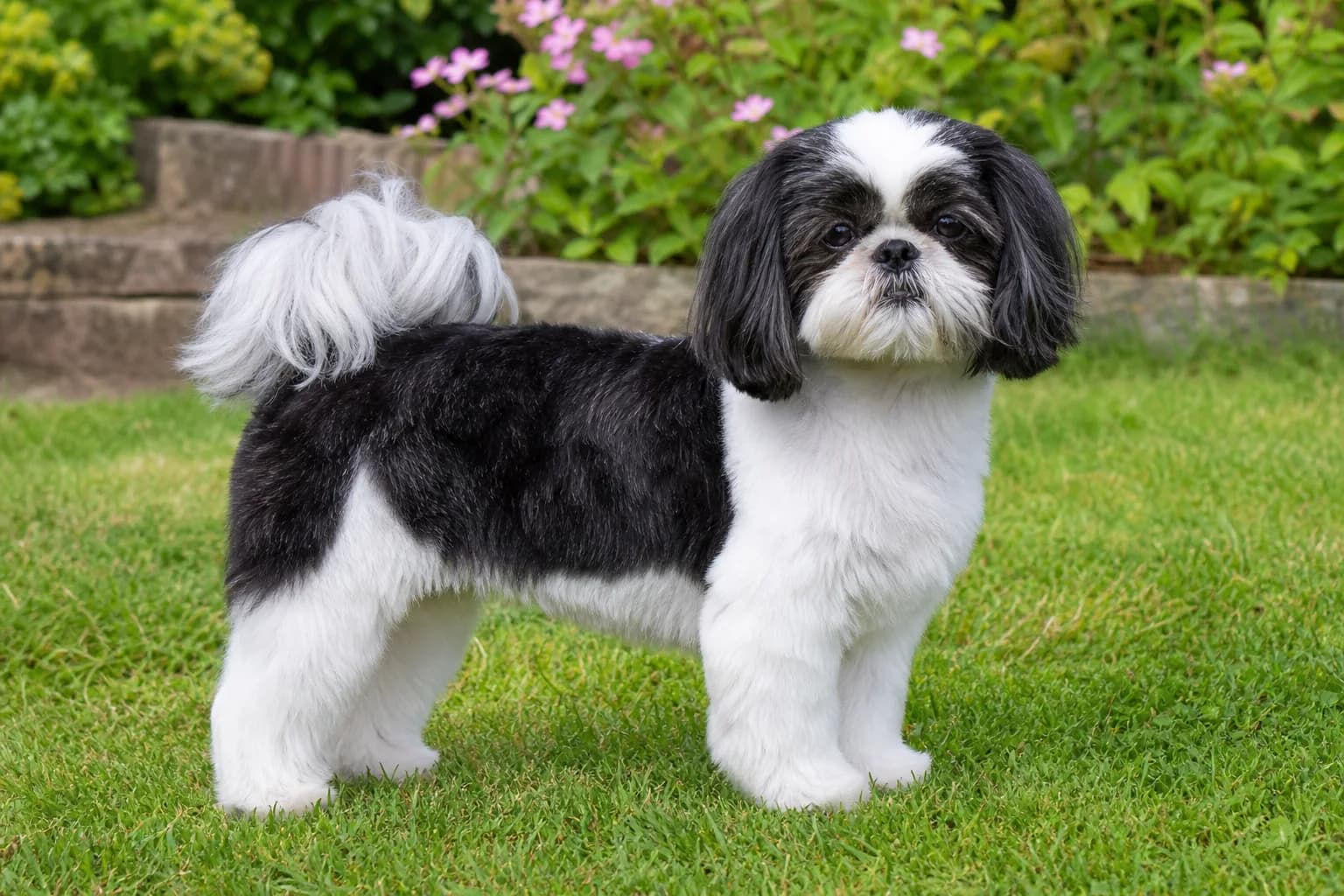 Black and white adult Shih Tzu with clearly separated patches photographed in neutral light