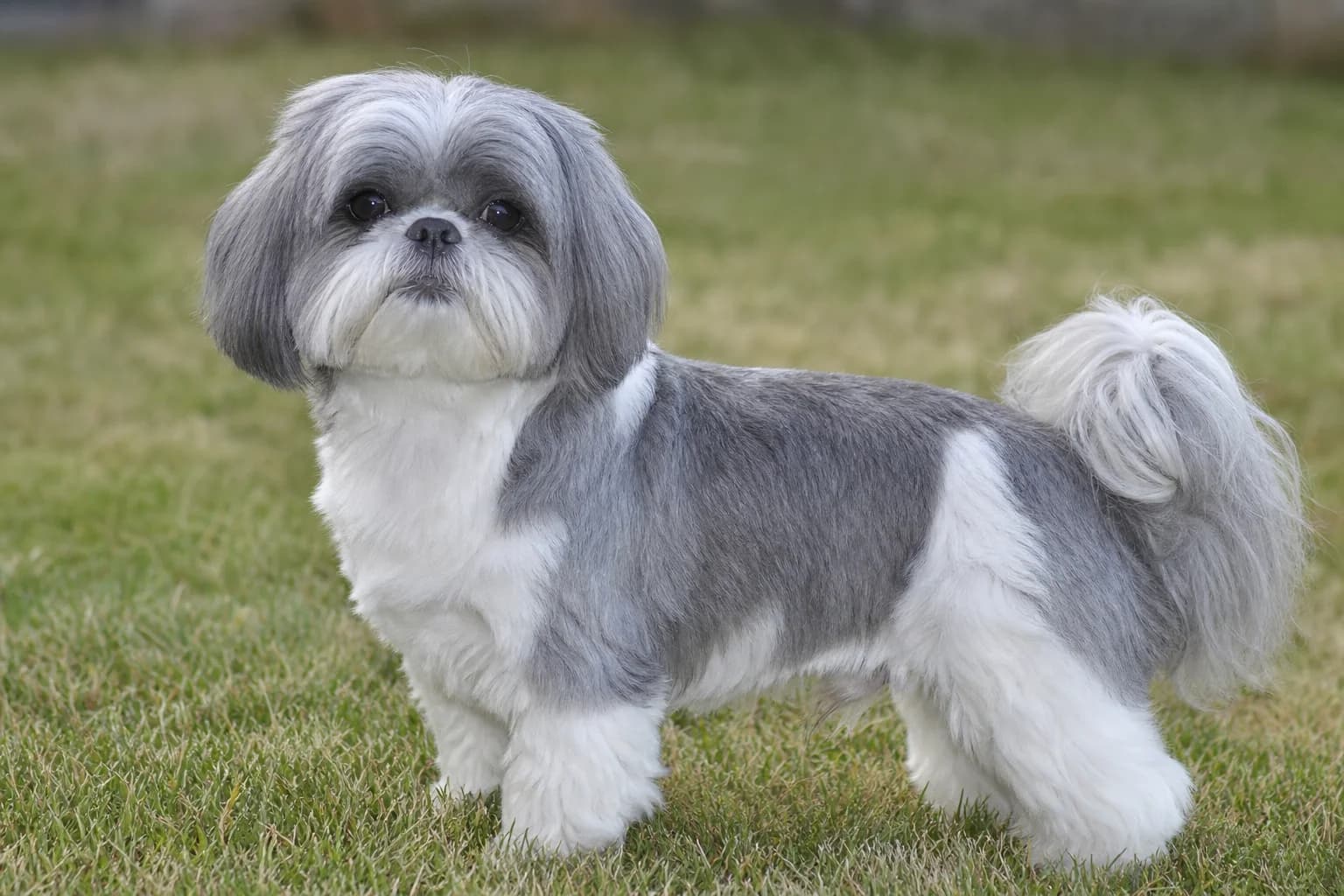 Blue silver adult Shih Tzu with cool diluted pigment photographed without color filters