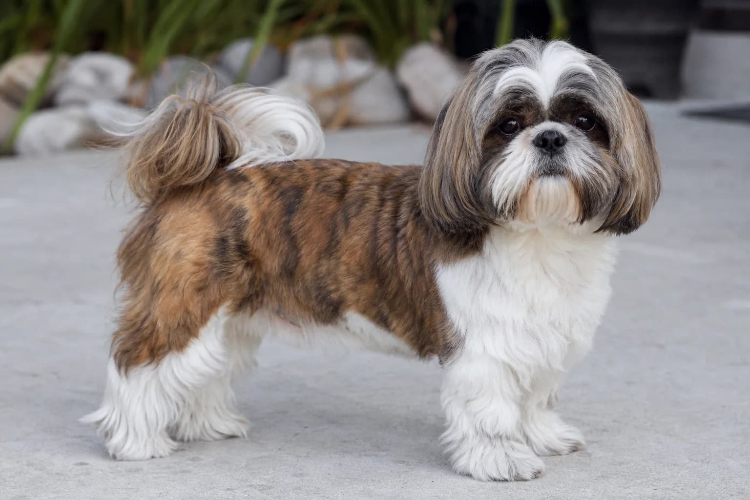 Brindle and white adult Shih Tzu with visible dark striping through the coat