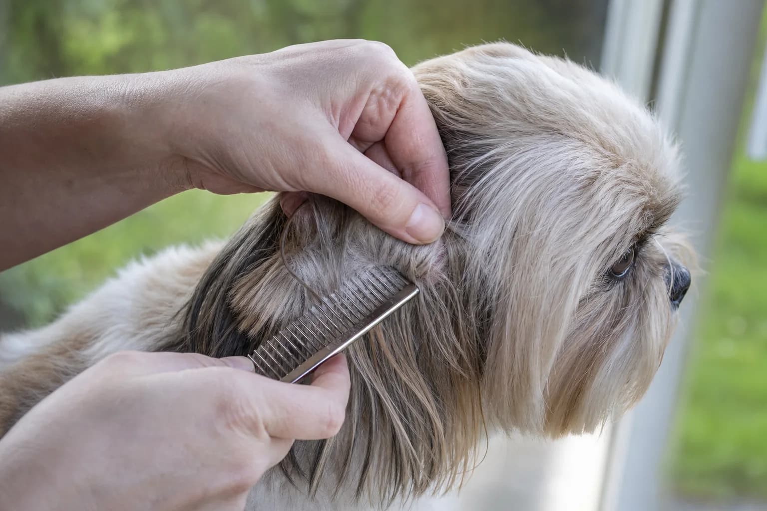 Hands and metal comb gently checking a small friction-zone tangle behind a Shih Tzu ear