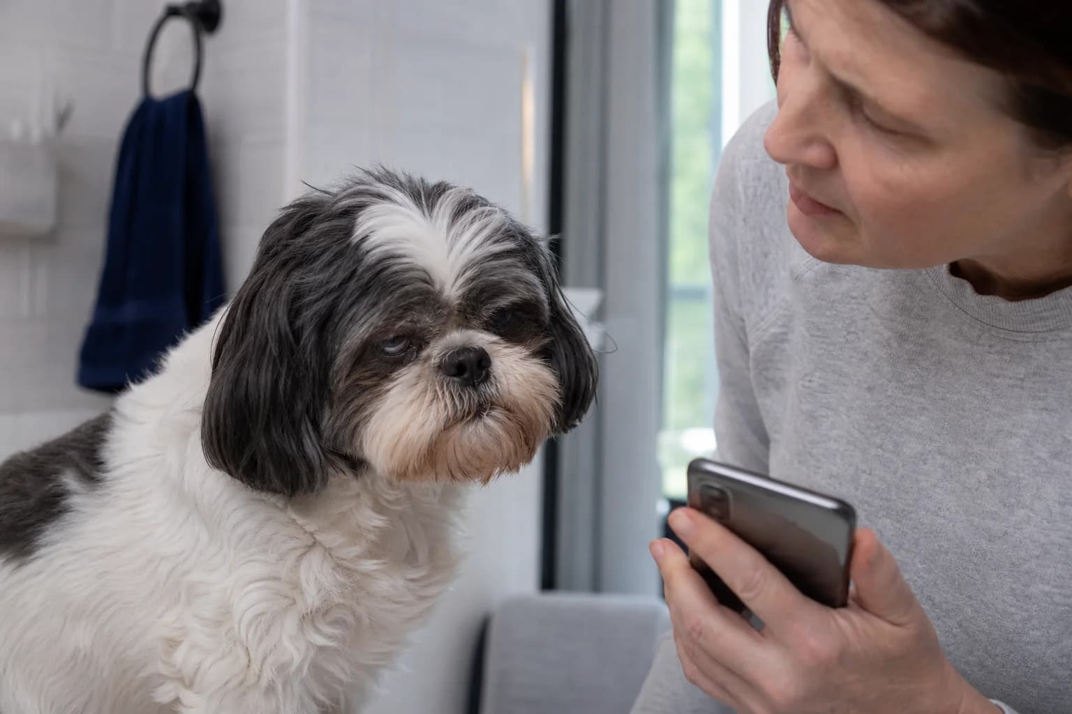 Owner noticing that a senior Shih Tzu is squinting one watery eye before calling the veterinarian