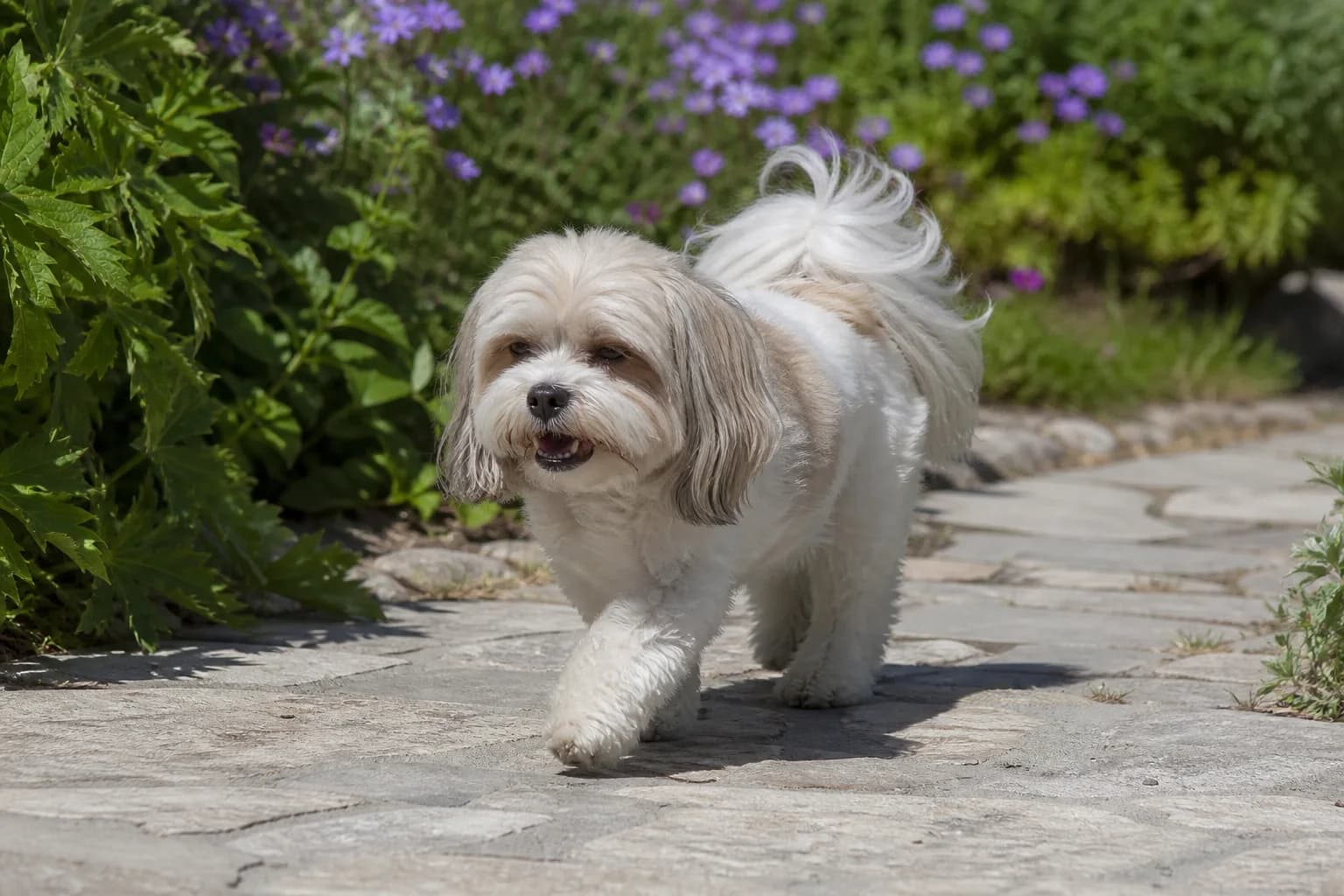 Havashu with flowing coat in lively but relaxed posture on a shaded path