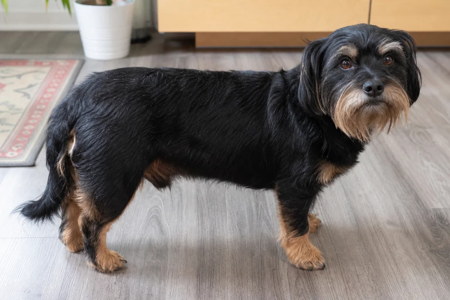 Adult Schweenie with slightly long body soft facial furnishings and level comfortable stance