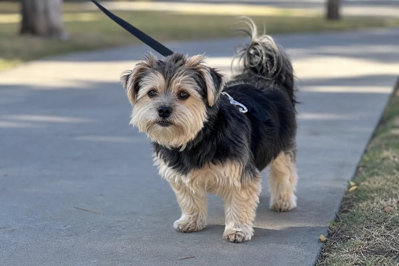 Small adult Shorkie with black and tan coat moderate muzzle and alert relaxed posture
