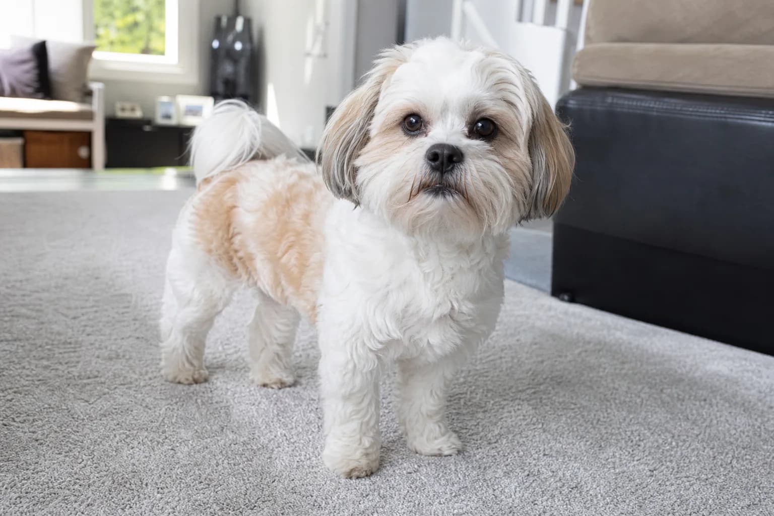 White and tan adult Zuchon with soft wavy coat standing on a garden path