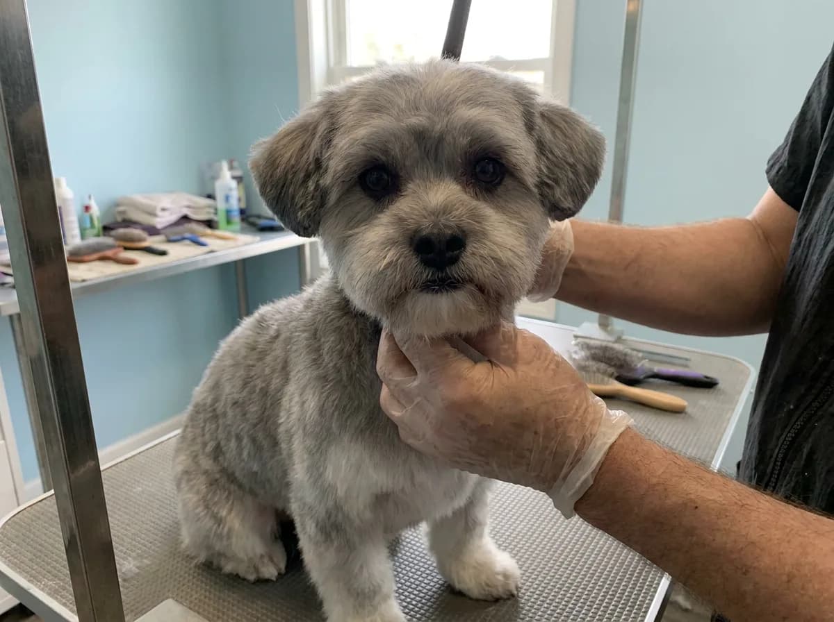 Small Shorkie with a rounded teddy bear face on a grooming table