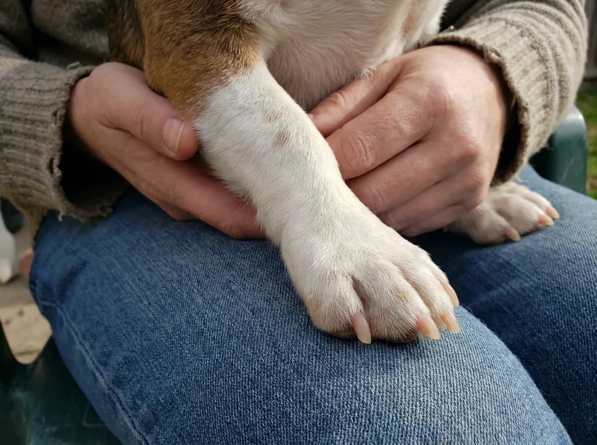 Person gently supporting a small dog paw for inspection