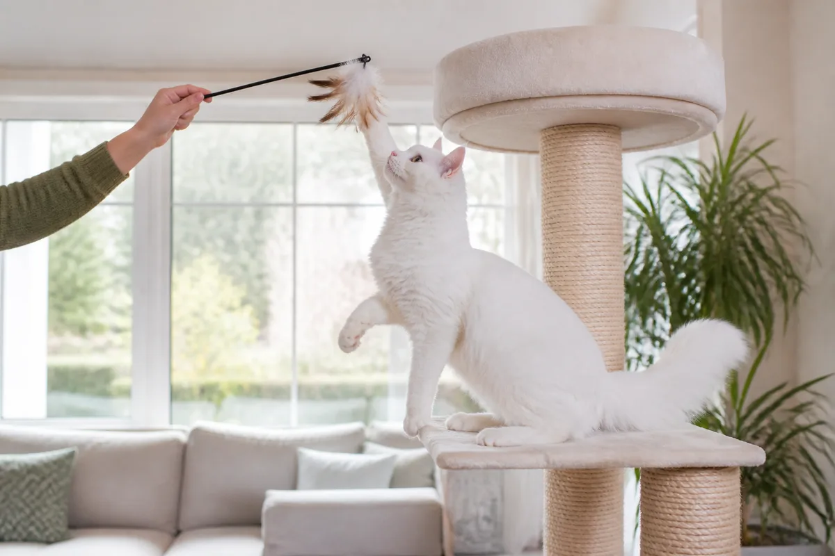 Turkish Angora climbing a sturdy cat tree during interactive play with a person