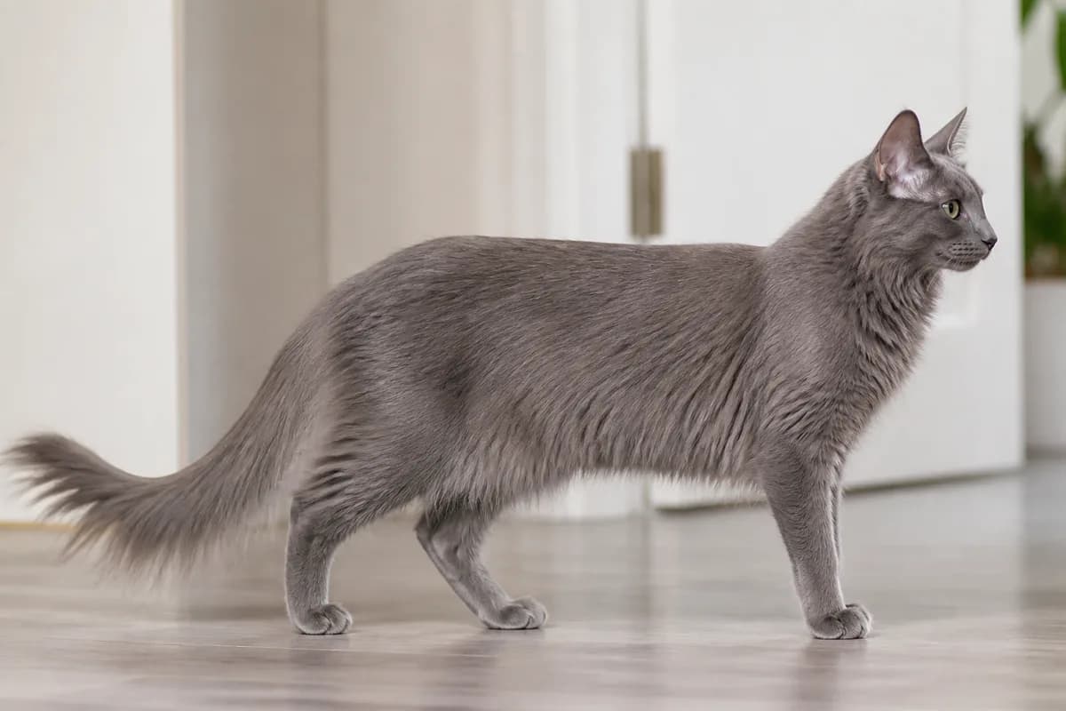 Full side view of a colored Turkish Angora showing the graceful fine-boned but muscular build