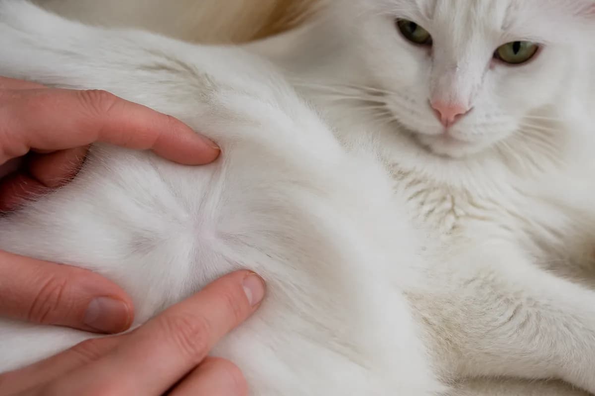 Close editorial view of a silky Turkish Angora coat parted to show the lack of a dense woolly undercoat