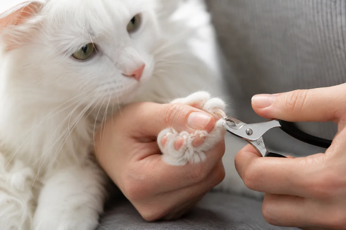 Owner trimming the clear tip of one Turkish Angora claw with cat nail clippers