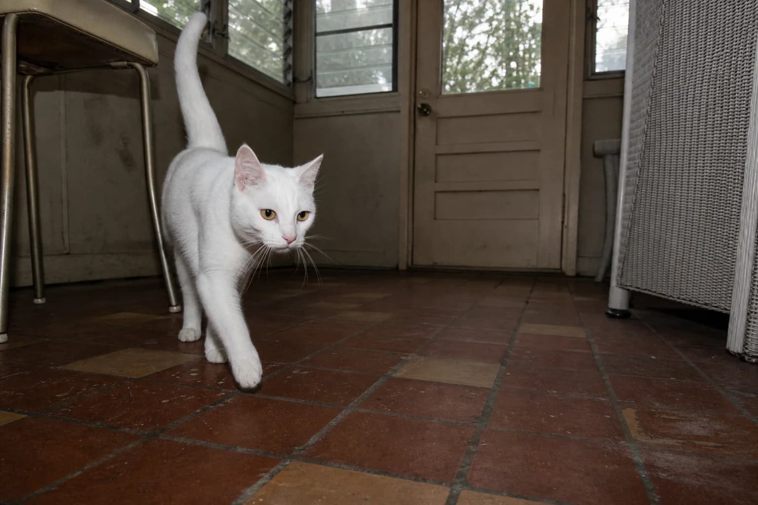 A gold-eyed white shorthaired cat walking across worn tile in a vintage sunroom.
