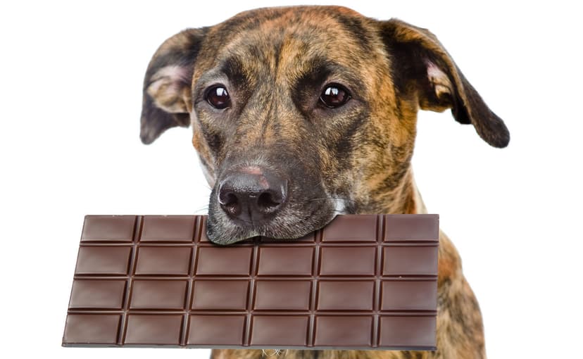 Beautiful view of Dogs And Chocolate Toxicity Prevention Tips