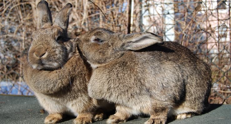 Pet Rabbits: An Expert Guide to Caring for a Pet Rabbit - Petful