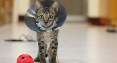 Understanding and Treating Abscesses in Cats: Symptoms, Causes, and ...