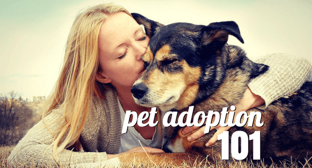 Pet Adoption Process 101: Everything You Need to Know - Petful