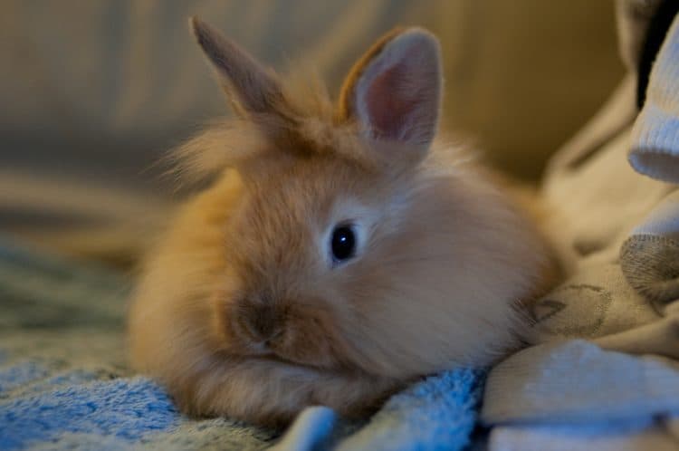 Pet Rabbits: An Expert Guide to Caring for a Pet Rabbit - Petful