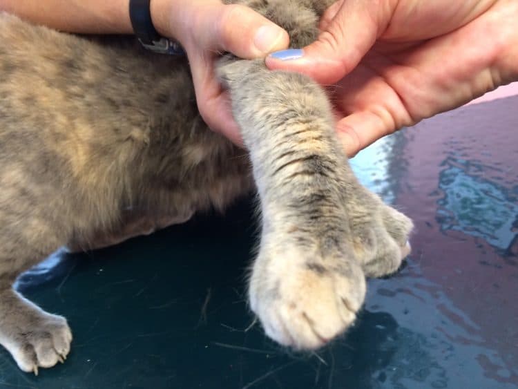 Polydactyl Cats: Understanding and Caring for Extra Toes - Petful