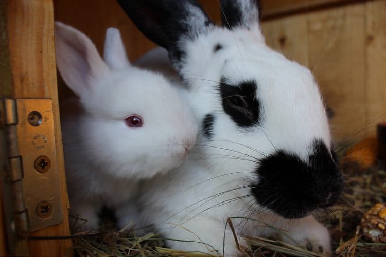 Pet Rabbits: An Expert Guide to Caring for a Pet Rabbit - Petful
