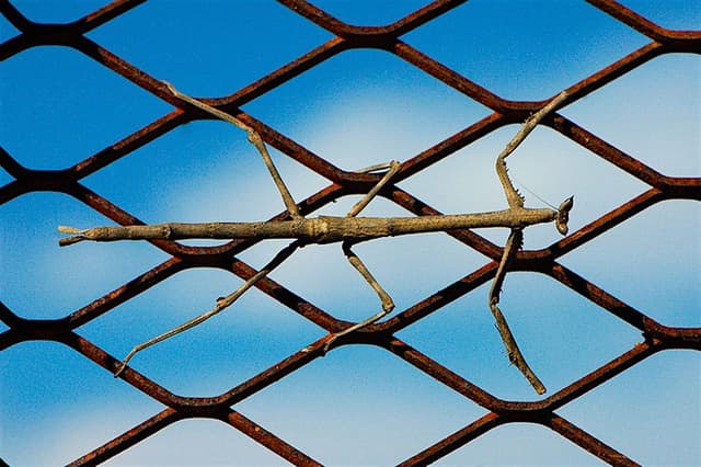 Stick Insects as Pets: A Beginner’s Guide to Care and Habitat - Petful