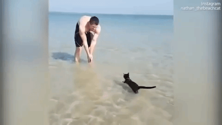 https://www.petful.com/_next/image/?url=https%3A%2F%2Fimages.petful.com%2Fwp-content%2Fuploads%2F2018%2F01%2Fswimming-cat-animated.gif&w=750&q=75
