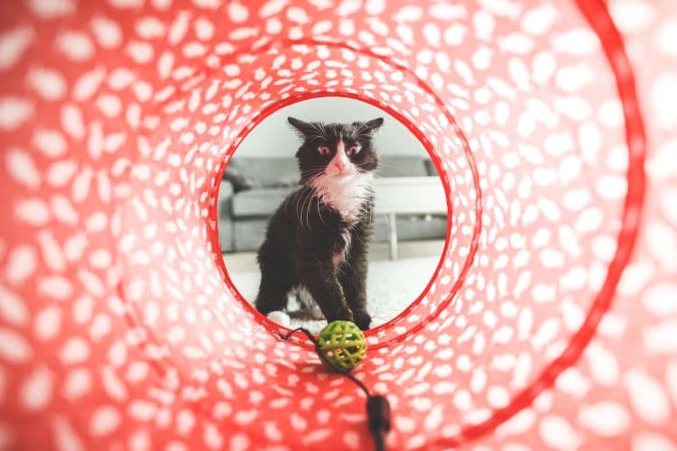 How to Create an Amazing Indoor Cat Play Area - Petful