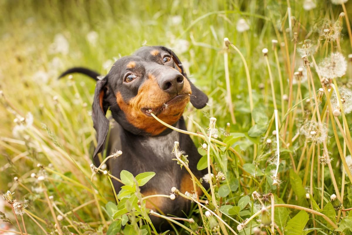 Dogs Eating Grass: Why Do They Do It and When to Worry - Petful