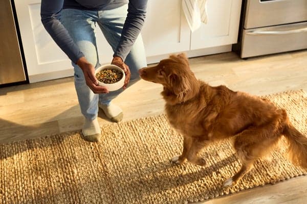 Dog eating Wellness Protein Bowls — are Wellness Protein Bowls worth it review