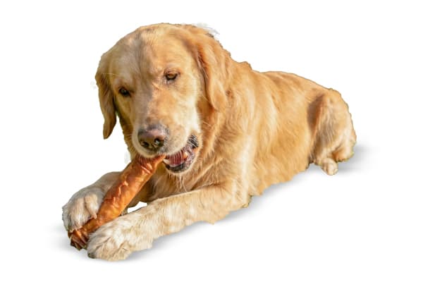 Golden retriever enjoying a ProHide chew on a soft surface