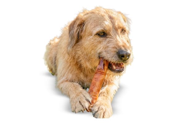 A mixed-breed rescue dog working through a ProHide chew on a hardwood floor