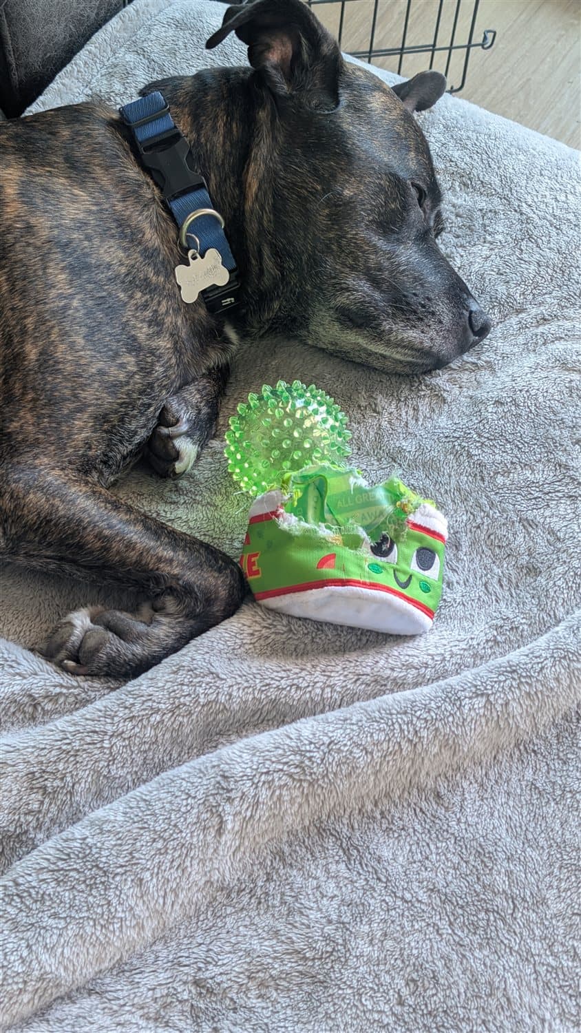 A brindle dog resting next to a green BarkBox guacamole plush toy and a spiky ball