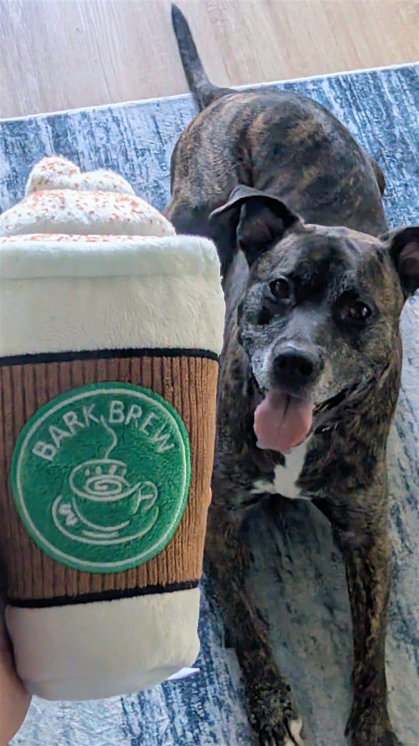 A happy brindle dog beside a plush BARK Brew coffee-cup BarkBox toy