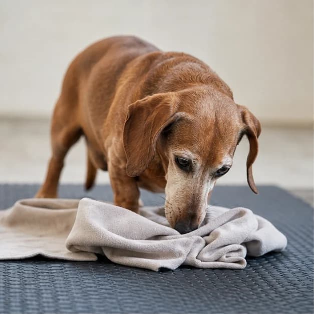 Older Dachshund calmly using a scent-enrichment activity on a nonslip mat